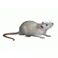 Hand holding and artificial mouse. 