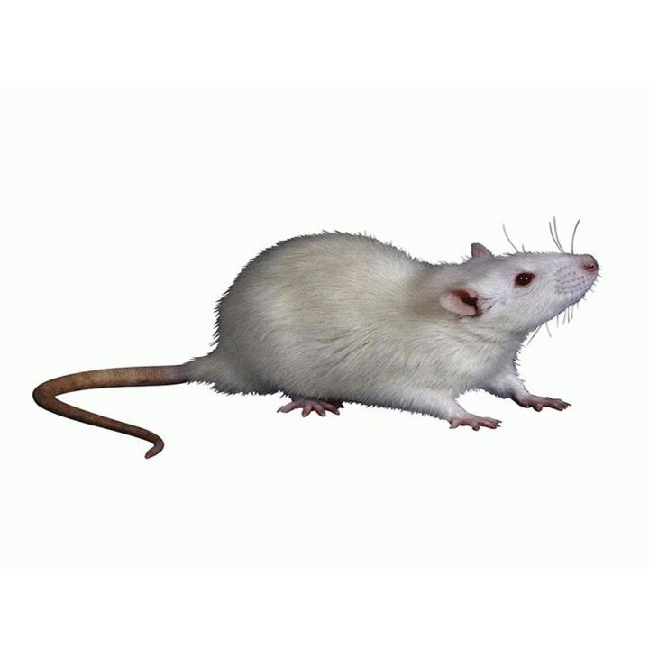Hand holding and artificial mouse