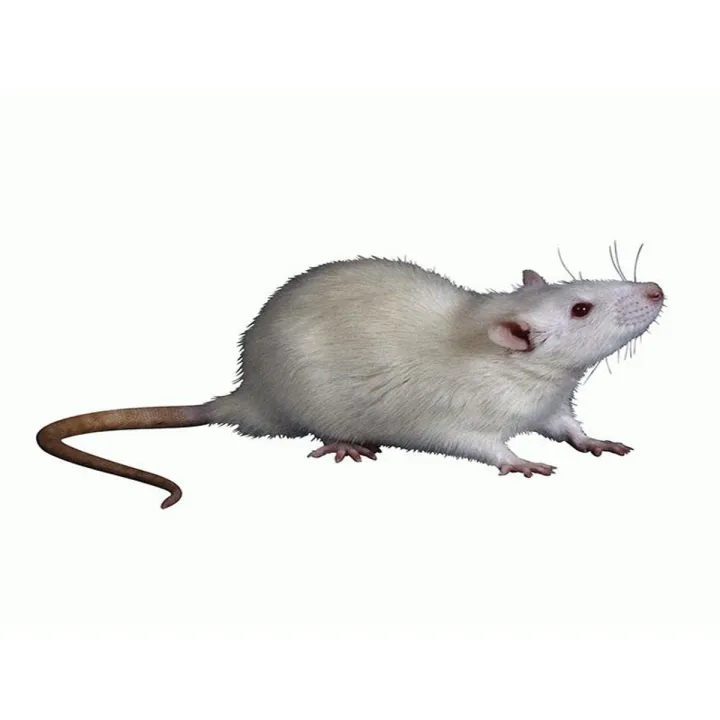 Hand holding and artificial mouse