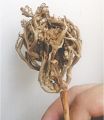 Maryum Booti مریم بوٹی Nabi Booti نبی بوٹی Rose of Jericho پنجہ مریم Anastatica Hierochuntica (10-g , 2-3 flowers). 