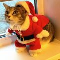 Halloween Christmas Cat Costume Funny Santa Claus Clothes For Small Cats Dogs Xmas New Year Pet Cat ClothesDolls Accessories. 