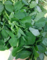 Methi / Fenugreek Vegetable Seeds - High Germination Rate. 