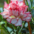 20+ Carnation Double Striped Flower Seeds Home Kitchen Gardening Seeds. 