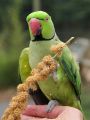 Yellow Millets Spray 250gm for all types of birds TREATES ( Cage Life Care ). 