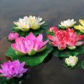 Lotus Seed, Mix Color, Water lilly seed, 10 Seed Pack. 