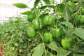 Hybrid Capsicum (Shimla Mirch) / Sweet Pepper Kitchen Gardening Vegetable Seeds. 