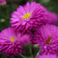 Aster flower mix colour seeds. 