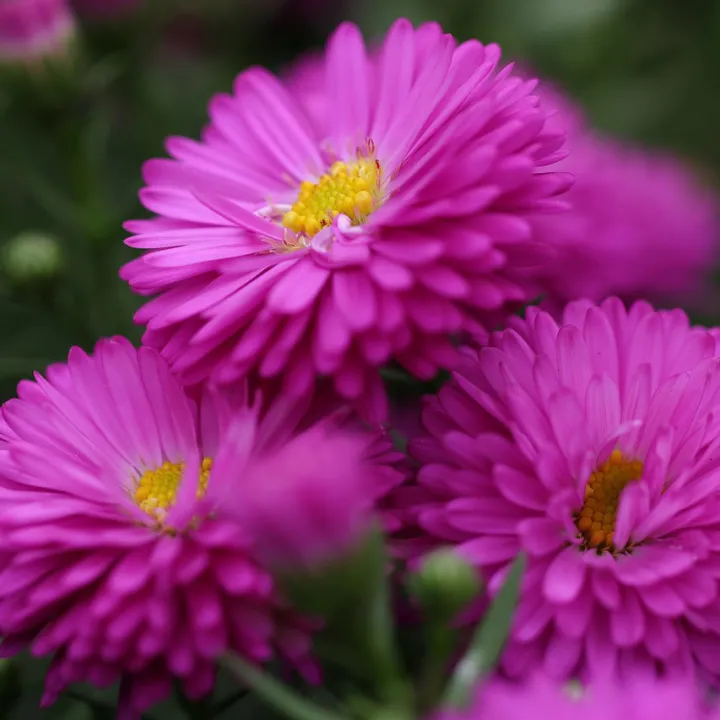 Aster%20flower%20mix%20colour%20seeds%20-%20Image%204