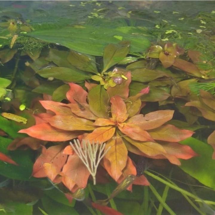 Ludwigia Repens Rubin - Aquarium