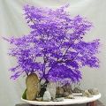 Rare Bonsai Light Blue Maple Tree Seeds. 