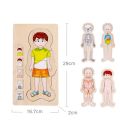 WOODEN FUN Human Body Puzzles for Kids 3-5,Wooden Montessori Anatomy Play Set, Human Body Model Puzzle for Preschoolers and Kids Ages 3+ (Girls)36 pcs. 