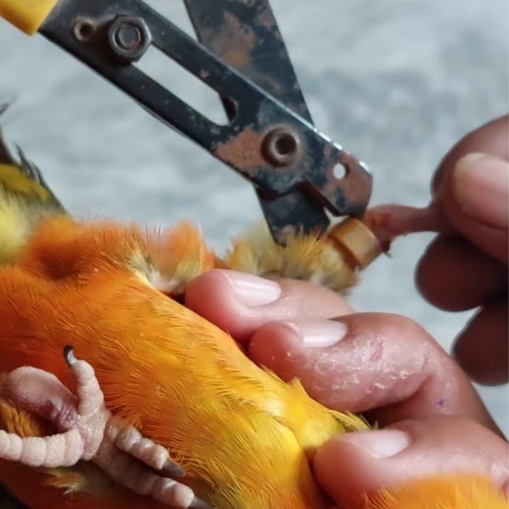 Birds%20Leg%20Bend%20Ring%20Cutter%20(%20Aluminum%20Steel%20Rings%20Cutter%20)%20Imported%20-%20Specialized%20Tool%20for%20Cutting%20Rings%20-%20Image%203