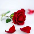 Elegant Red Rose Flower Ring Box. 