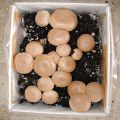 Cremini Mushroom Spawn Home Gardening. 