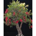 50 Seeds Bottle Brushes Tree -Callistemon Bonsai Plant Flower. 
