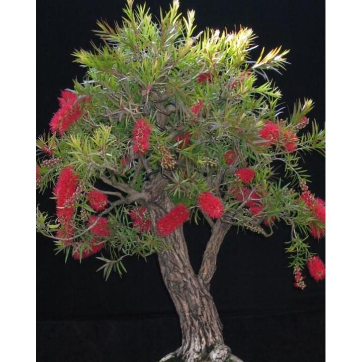 50 Seeds Bottle Brushes Tree -Callistemon Bonsai Plant Flower