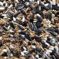 "Premium Avian Delight: Nutrient-Rich Mix Feed for Parrots - Ideal for African Grey, Macaw, Cockatoo, Alexandrine Parakeet, Ring Neck, Conure, and Other Large Parrots, Inspired by the Success of 1 KG Mix Feed for All Big Birds". 