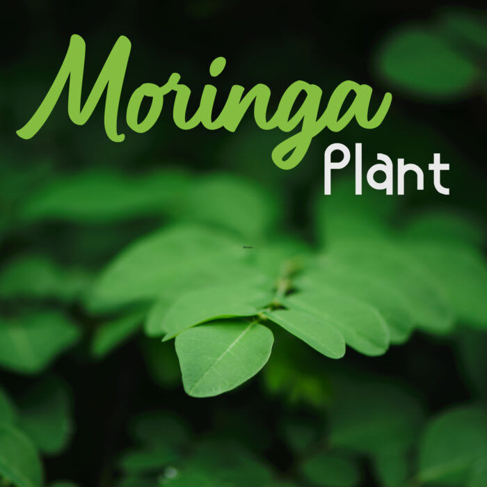 Sohanjna%20K%20Beech%20%7C%20Moringa%20Seeds%20Large%20%7C%20Organic%20&%20Fresh%20Garden%20Seeds%20-%20Image%205