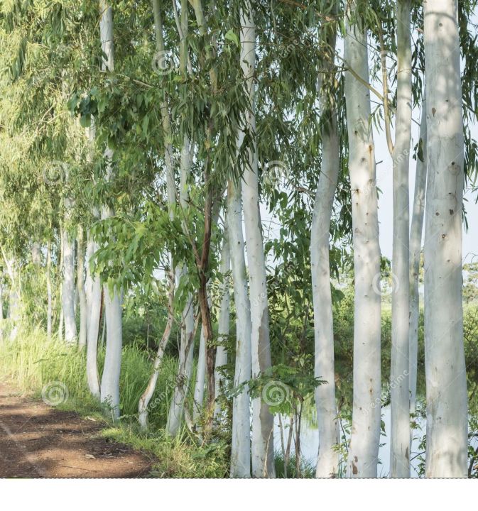 Safaida%20/%20Safeda%20/%20Eucalyptus%20Tree%20Seeds%20High%20Germination%20Rate%20-%20Image%202