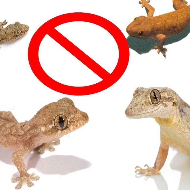 Lizard%20killer%20spray%20450%20ml%20,%20Cockroaches%20killer%20spray%20(Ready%20To%20Use)%20with%20free%20spray%20shower%20-%20Image%202