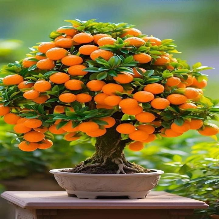 Juwel Orange Tree Seeds