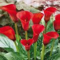 Red Calla Lily Flower Seeds. 