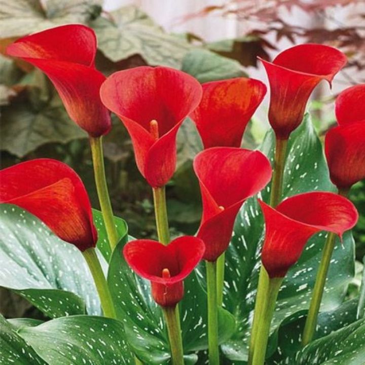 Red%20Calla%20Lily%20Flower%20Seeds%20-%20Image%202