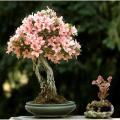 Azalea Light Pink Flowre Tree Seeds. 