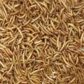 Worms for birds, Dry worm | 100g | pure organic for bird | finches | hens and hamster. 