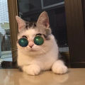 Dog Puppy Cats Fashion Cool Glasses Round Sunglasses Eyewear Pet Photo Props. 