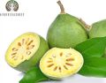 Bilva Powder - Bael Leaves Powder - Aegle marmelos - 200 Gm. 