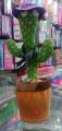 Dancing Cactus Toy with Recording - Rechargable Plush Funny Electronic Shaking Cactus Singing Dancing Cactus by MH Twisting Cactus Cute Plush Toy Education Toy Plush Toy with Songs for Children. 