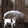 Dog Walking Waterproof Clear Cover Built-in Leash Rain Sleet Snow Pet Umbrella. 