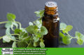 Oregano Essential Oil Pakistan. 
