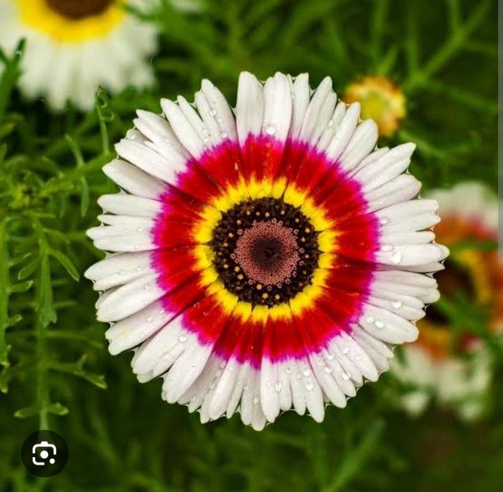 Gul e Dawoodi Chrysanthemum (Mum) Flower Seeds - Mixed Colours