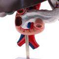 Human Life Size Liver, Pancreas and Duodenum | Teaching Anatomy Model. 