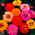 Zinnia mix Summer Flowers Seeds. 