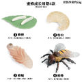 Children's simulated animal model, static solid wild insect cicada, golden cicada, grub, plastic toy ornaments. 