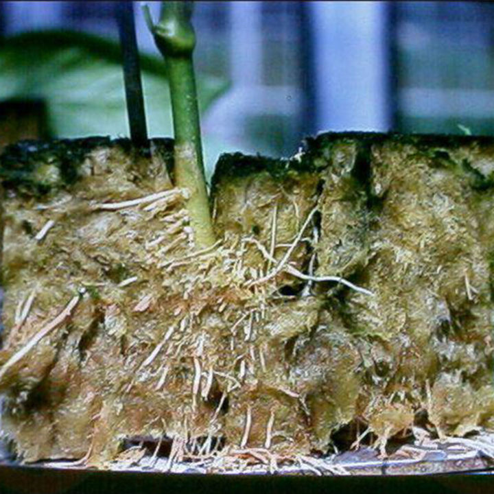 Rockwool%20Starter%20Cubes%201%20%20for%20Seedling%20Propagation,%20Cloning,%20Rapidrooter%20Replacement%2050%20Cubes%20-%20Image%204
