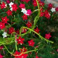 Cypress Vine (Creeper) summer flower seeds (8 seeds). 
