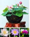 5 Seeds Of (KANWAL) Aquatic Plant Mix Colors. 