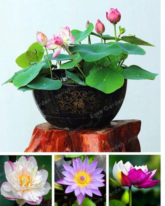 5%20Seeds%20Of%20(KANWAL)%20Aquatic%20Plant%20Mix%20Colors%20-%20Image%206