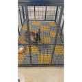 Pets  Floor Mat, Floor Grating, Strong Plastic Mat, 1*1 sqft Attachable panel, Dogs, Cats (Pack of 10). 