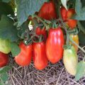 marzano tomato seeds 60gm. 