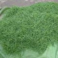 Songray Seeds Songry k beej (سونگرے کے بیج)Desi/Germinated/Best Quality/Fast growing/Excellent Germination/High Quality/Healthy Vegetable Seeds/Vegetable/Home/Kitchen/Gardening seeds/beej/Vegetables Seeds Packet. 