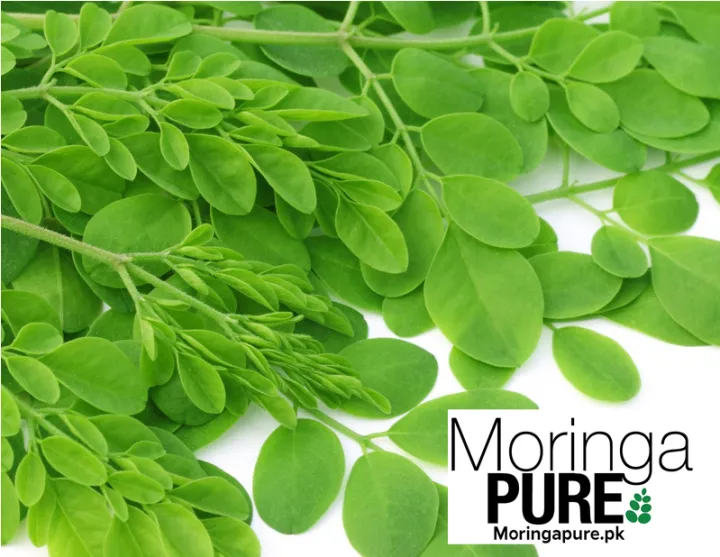 Moringa%20Oleifera%20Dried%20Leaves%20Pakistan%20250g%20-%20Image%209