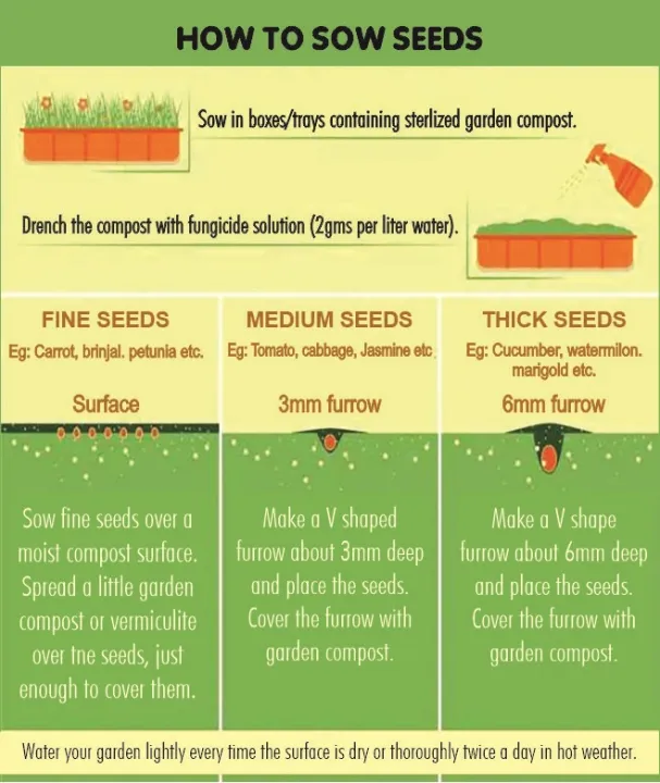 Rosemary%20Herb%20seeds%2015%20seeds%20-%20Image%203