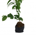Original Sehra Bail Small Plant. 