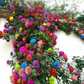Climbing Rose Multi Color Flower Seeds. 