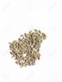 Herb – Parsley Italian Flat - Home Kitchen Gardening Seeds. 